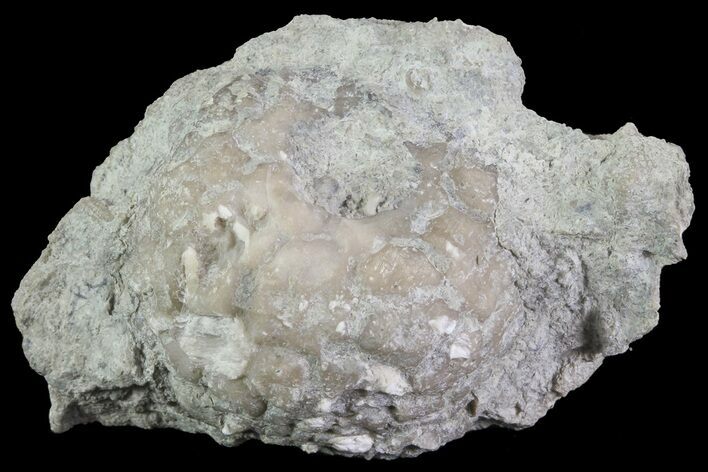 Crinoid Calyx (Megistocrinus) - Alpena, Michigan #68769